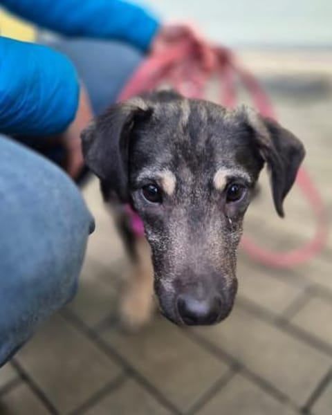 Zana  kleines Wesen mit großen Gefühlen