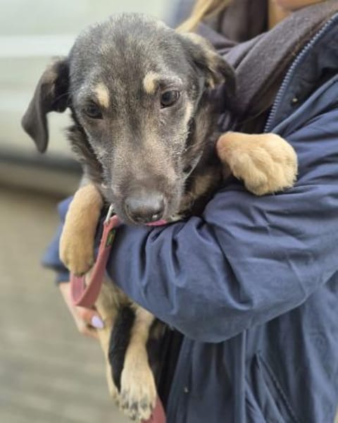 Zana  kleines Wesen mit großen Gefühlen