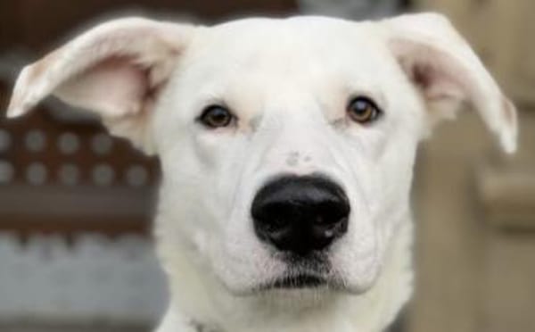 Der hübsche Pepe wartet auf dich!