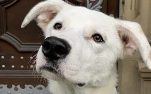 Der hübsche Pepe wartet auf dich!