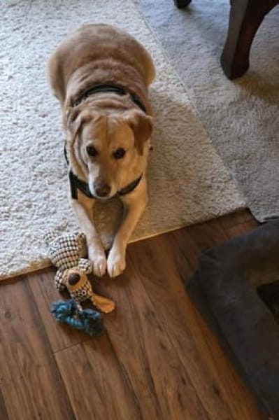 Meg - schöne Labbi-Dame