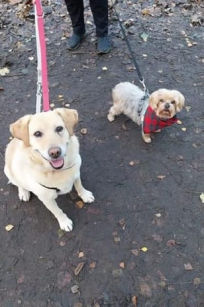 Meg - schöne Labbi-Dame