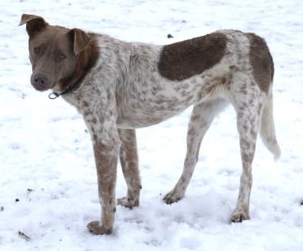 Taavi 50cm geb.10/24 wartet in 31636 Li.