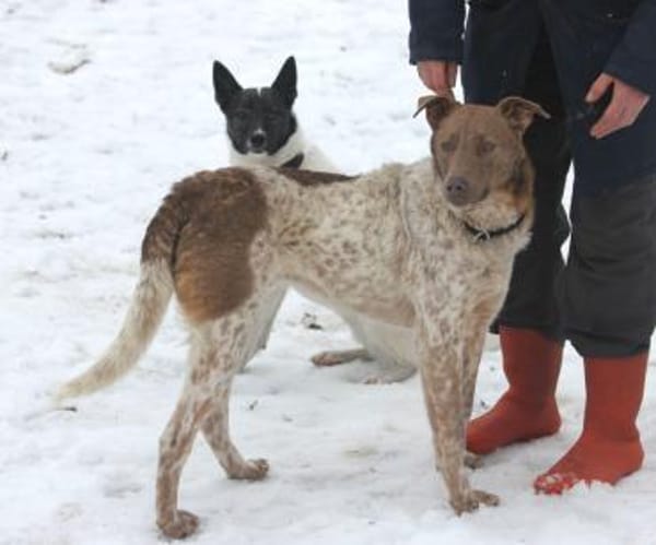 Taavi 50cm geb.10/24 wartet in 31636 Li.