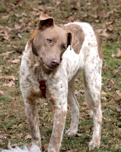 Taavi 50cm geb.10/24 wartet in 31636 Li.