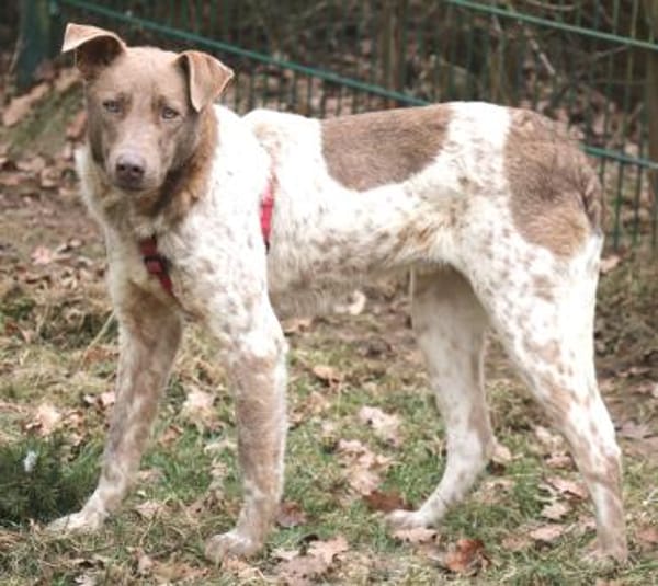 Taavi 50cm geb.10/24 wartet in 31636 Li.