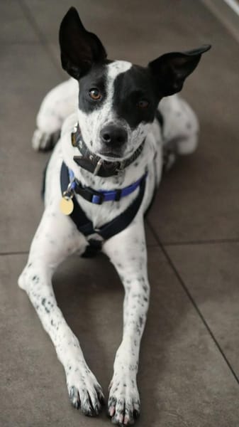 June, verspielt, aktiv, freundlich