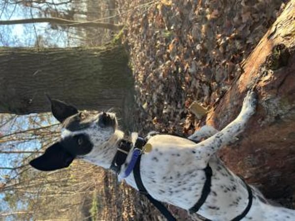 June, verspielt, aktiv, freundlich