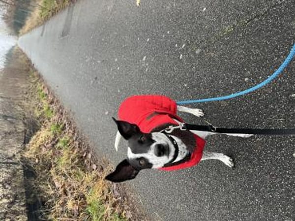 June, verspielt, aktiv, freundlich