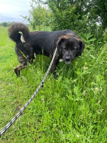 Darwin imposanter Kerl P