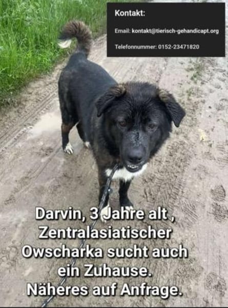 Darwin imposanter Kerl P