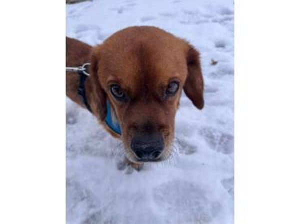 Cashko - wartet in 32689 Kalletal