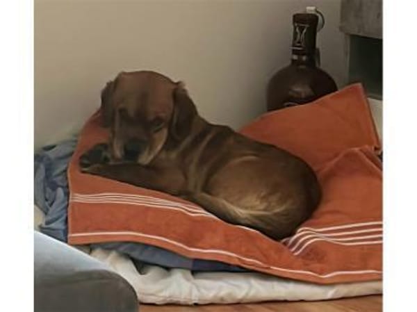 Cashko - wartet in 32689 Kalletal