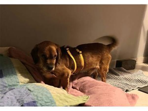 Cashko - wartet in 32689 Kalletal