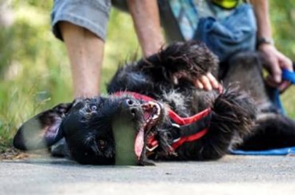 Charly, braucht souveräne Führung