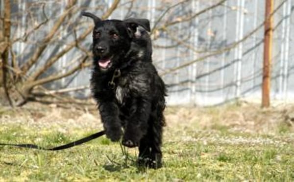 Charly, braucht souveräne Führung