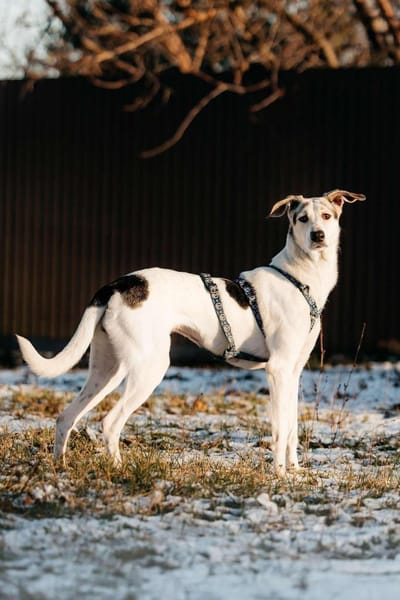 Freundliche Bimka sucht ihre Familie