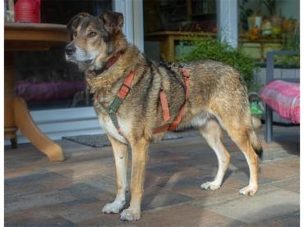 Devis  wartet in 96369 Weißenbrunn