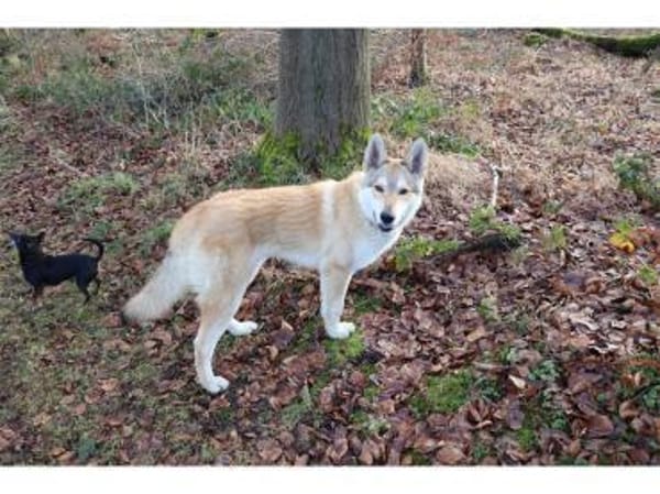 Solino  wartet in 56379 Oberwies