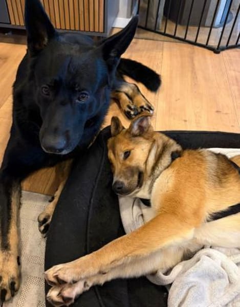 Dina  Liebevolle junge Hündin