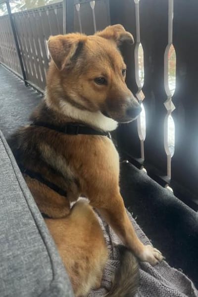 Dina  Liebevolle junge Hündin