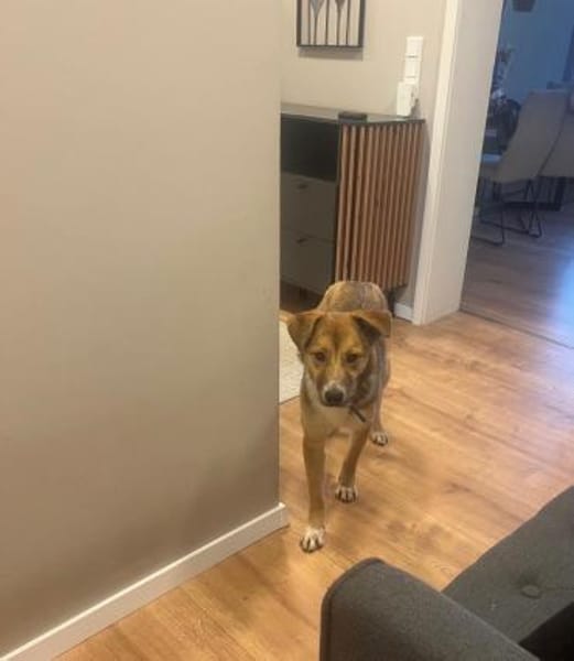 Dina  Liebevolle junge Hündin