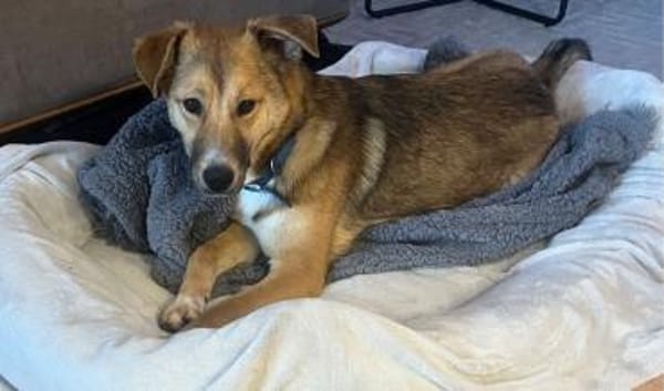 Dina  Liebevolle junge Hündin