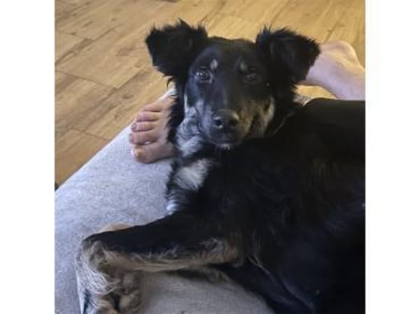 Fibi  wartet in 64839 Münster