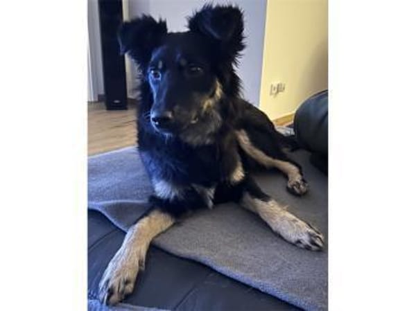 Fibi  wartet in 64839 Münster