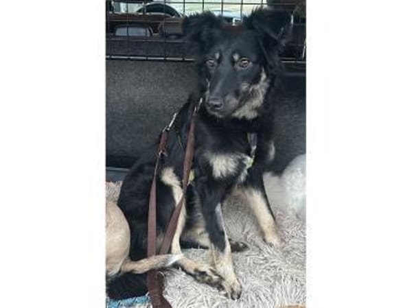 Fibi  wartet in 64839 Münster