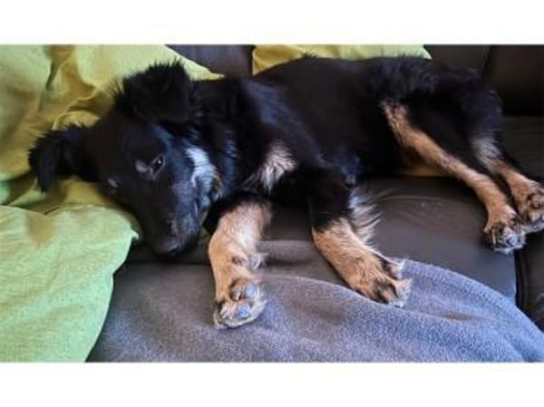 Fibi  wartet in 64839 Münster