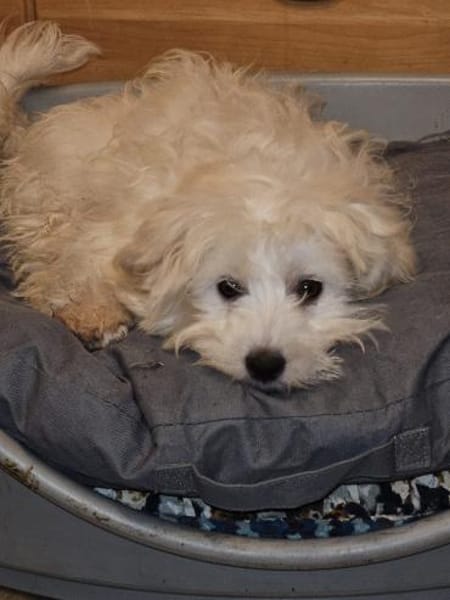 Wirbelwind Buzz sucht seine Familie