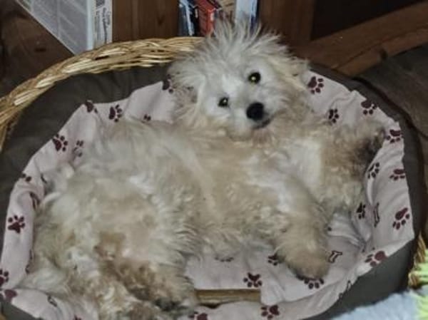 Wirbelwind Buzz sucht seine Familie