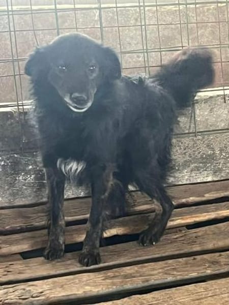 FURY auf PS in 65... Hünfelden