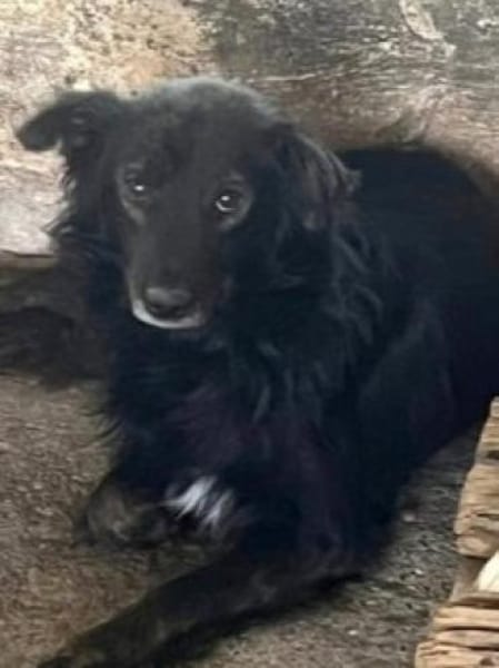 FURY auf PS in 65... Hünfelden