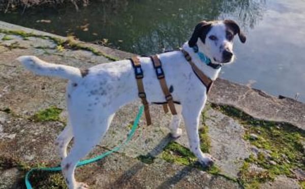 Mit Ozzy zieht gute Laune bei dir ein