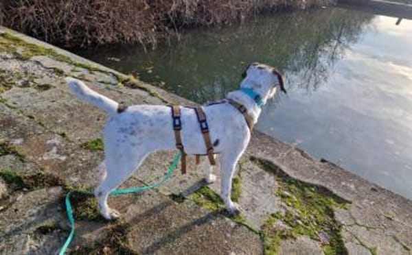 Mit Ozzy zieht gute Laune bei dir ein