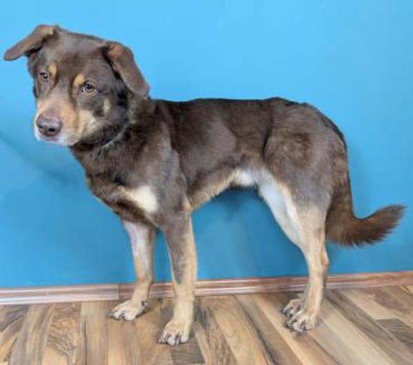 Lustiger Barney steht voll im Leben