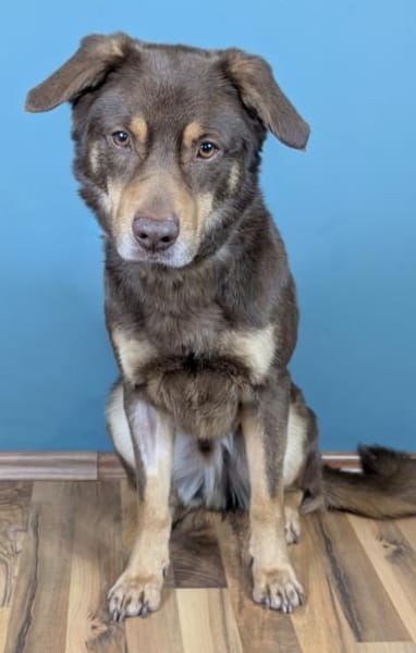 Lustiger Barney steht voll im Leben