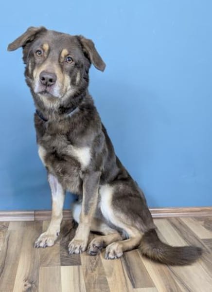 Lustiger Barney steht voll im Leben