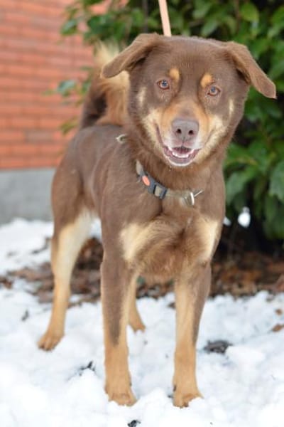 Lustiger Barney steht voll im Leben