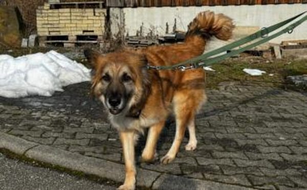 Imposanter Koda sucht Zuhause