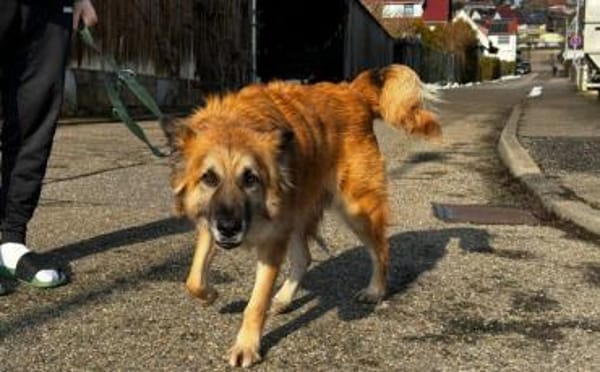 Imposanter Koda sucht Zuhause