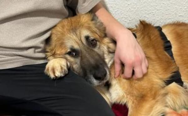 Imposanter Koda sucht Zuhause