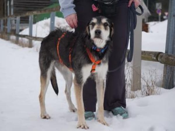 Omega sucht sein Glück