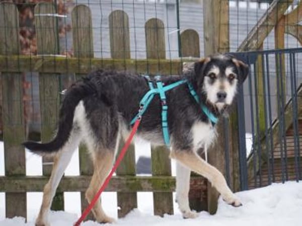 Omega sucht sein Glück