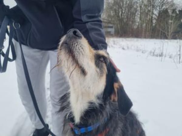 Omega sucht sein Glück