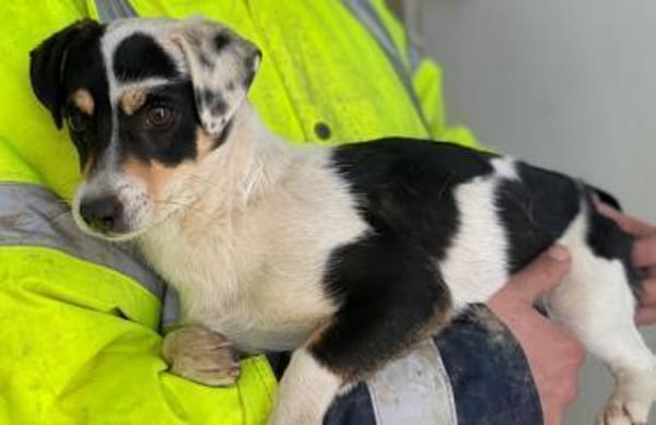 Julia, geb. ca. 08/2025, 79576 Weil a. R