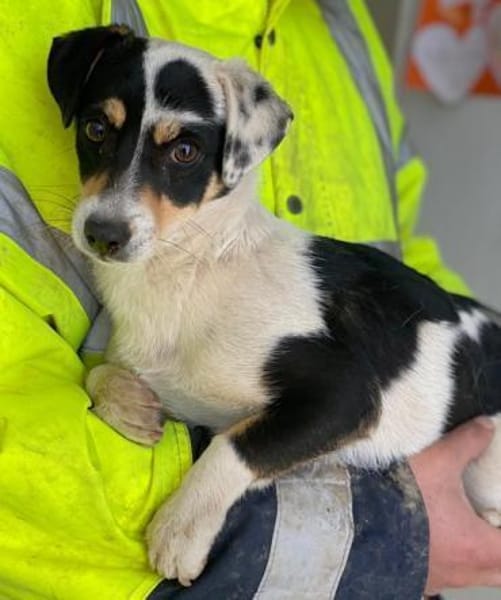 Julia, geb. ca. 08/2025, 79576 Weil a. R