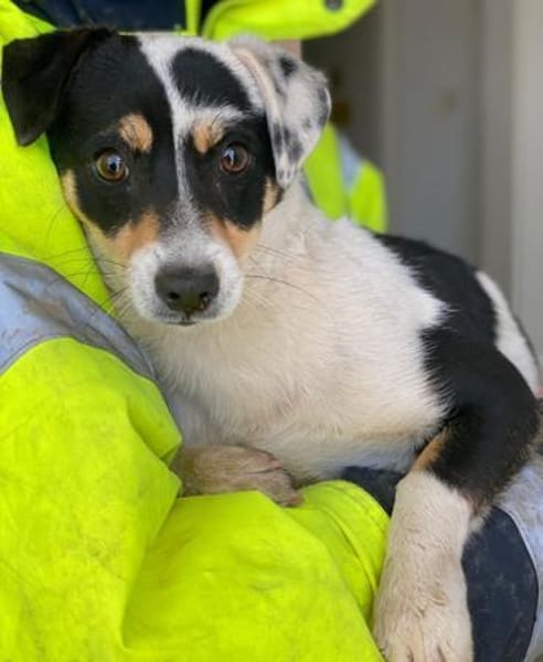 Julia, geb. ca. 08/2025, 79576 Weil a. R